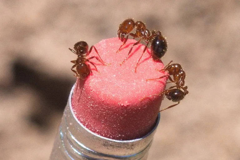 Imported Fire Ants: Prolific, Protective, and Venomous