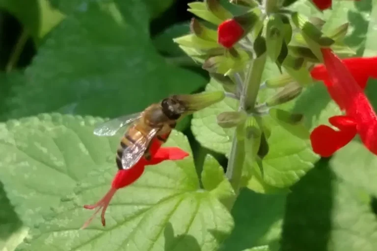 Neonicotinoids - Killing Bees and Maybe Ourselves