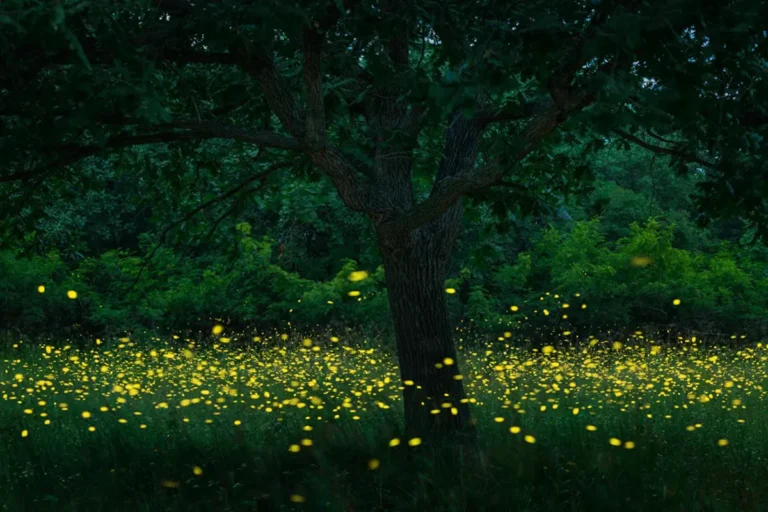 Where Have All The Fireflies Gone?