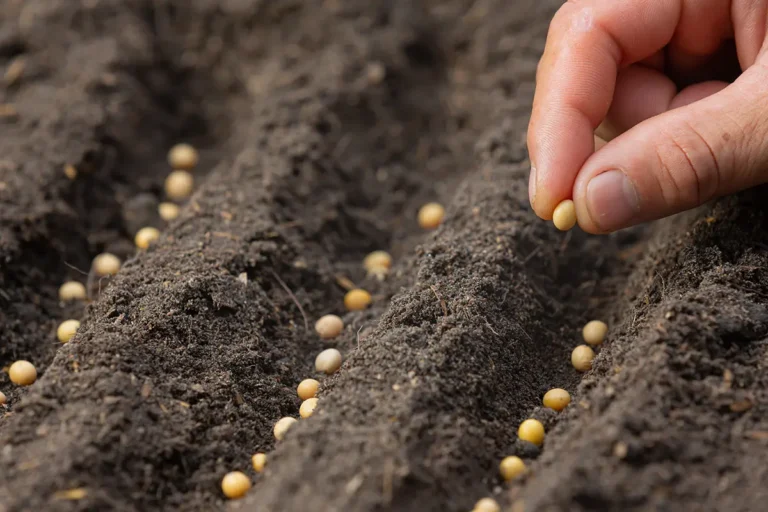 Different Ways To Prepare Seeds (And Grafts) For Propagation