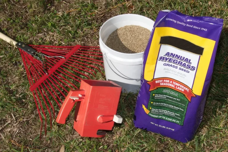 10 Reasons Not To Plant A Winter Lawn