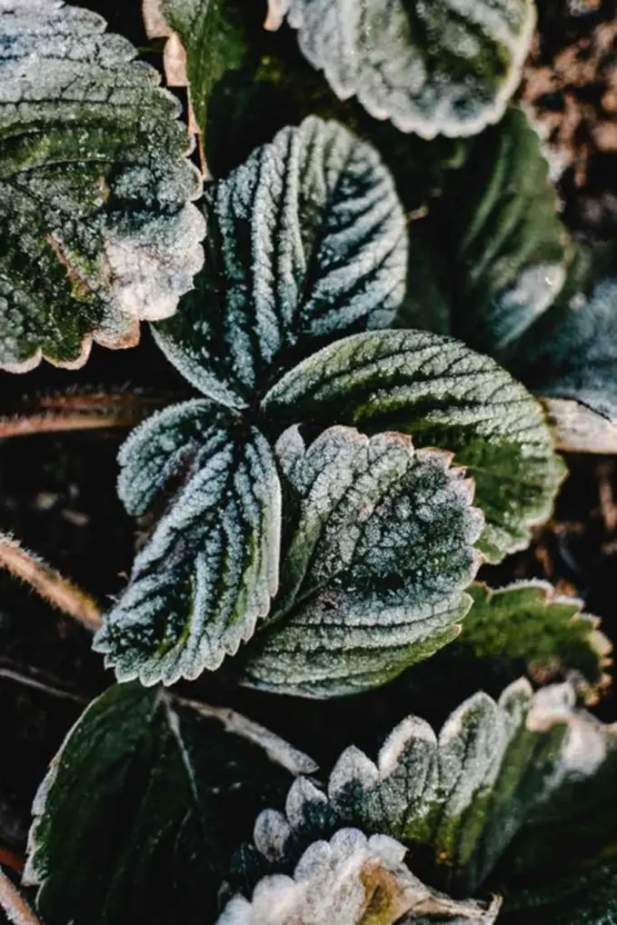 December Garden Chores