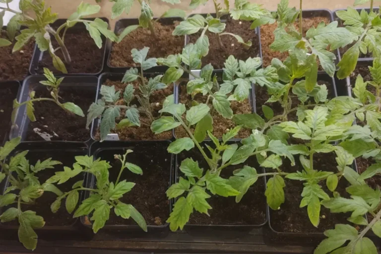 Gardening Chores For February