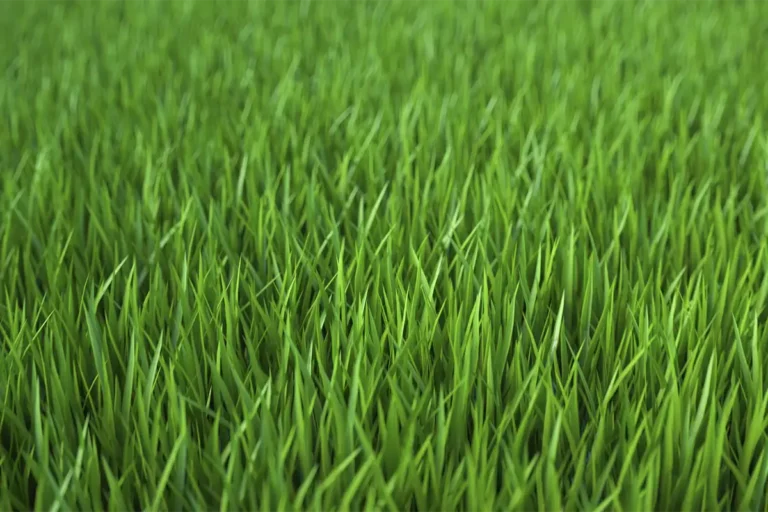 How Grass Grows