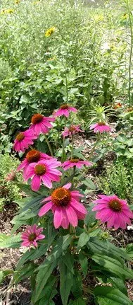 It's Time To Plant Wildflowers