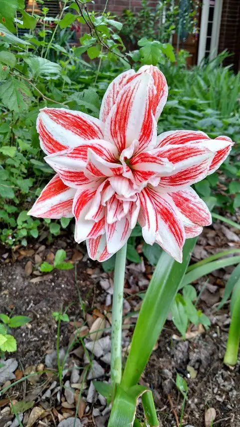 Late Fall Is The Time To Sow Spring Bulbs