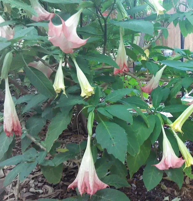 Night-Blooming Jasmine And Angel Trumpets - Haunting Scents Of The Evening
