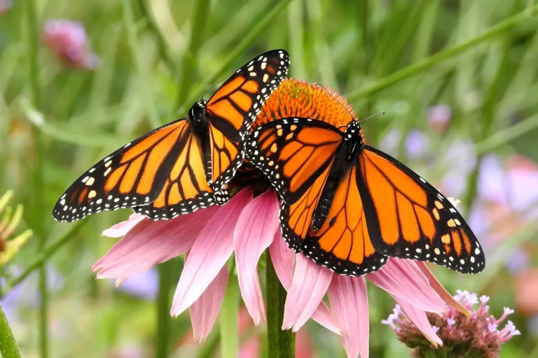 Pollinators, Pests, and Predators