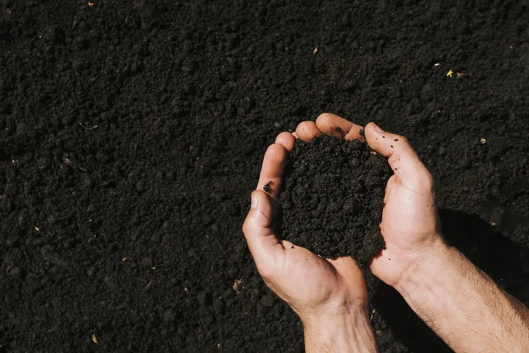 There Are Many Types Of Soil Along The Gulf Coast. What Soil Type Do You Have