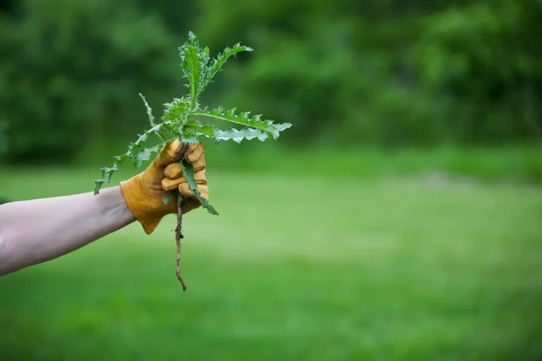 Where Do Those Winter Weeds Come From And How Do We Control Them