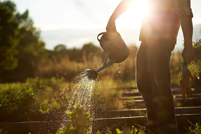 Vegetable Gardening During a Drought