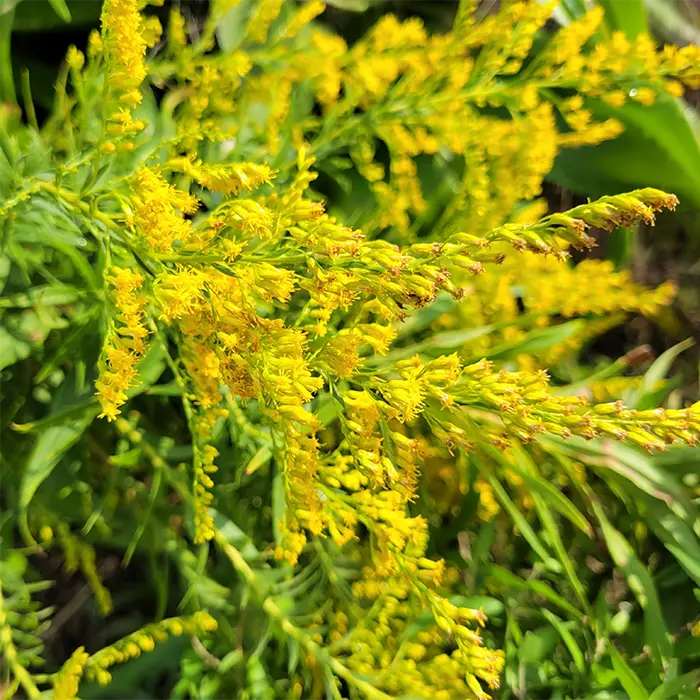 Goldenrod