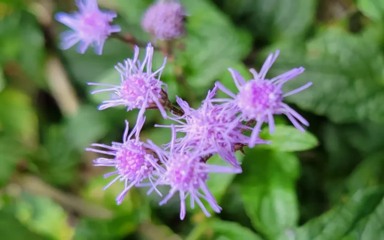 Blue Mist Flower