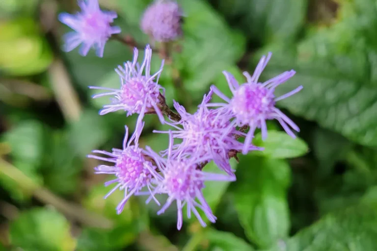 Blue Mist Flower