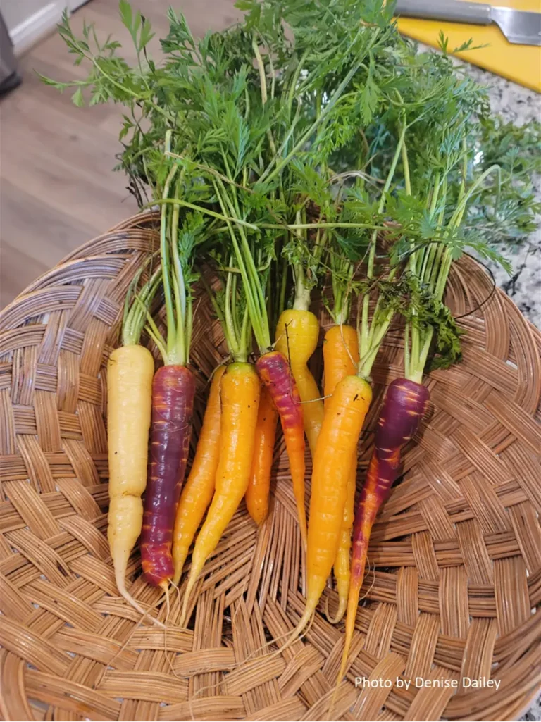 Carrots