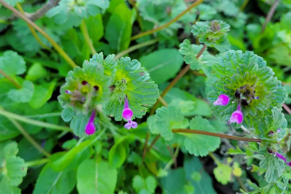 Henbit