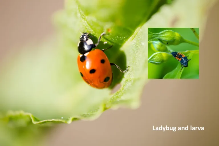 Ladybug and Larva