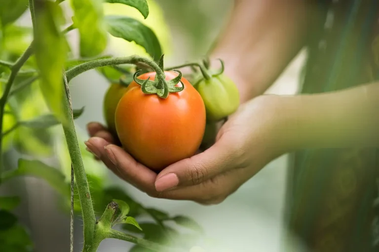 Female hand holding tomato organic farm