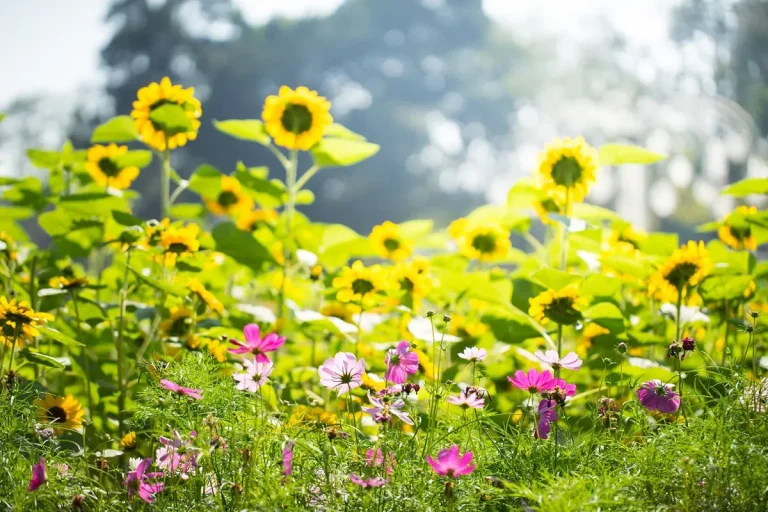 Yellow and purple flowers in a field