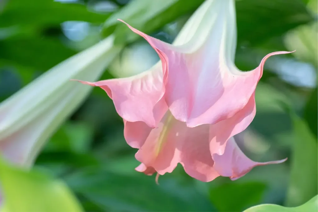 Angel Trumpet